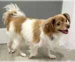 Small #2 Papillon Mix