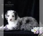 Small Photo #4 Bernedoodle (Miniature) Puppy For Sale in GORDONVILLE, PA, USA