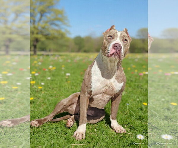 Medium Photo #3 Staffordshire Bull Terrier-Unknown Mix Puppy For Sale in Talladega, AL, USA