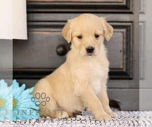 Golden Retriever Puppy for sale in BIRD IN HAND, PA, USA