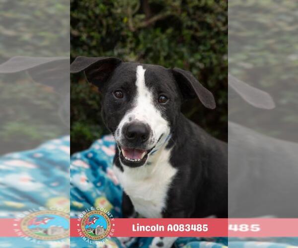 Medium Photo #2 Bassetdor Puppy For Sale in Mobile, AL, USA