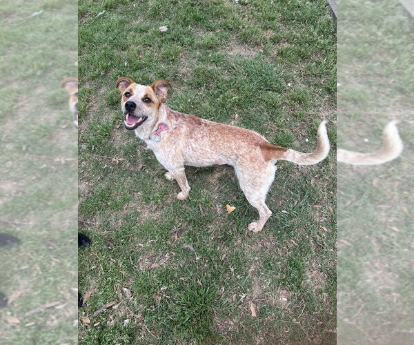 Medium Photo #2 Mutt Puppy For Sale in Boston, MA, USA