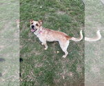 Small #1 Mutt