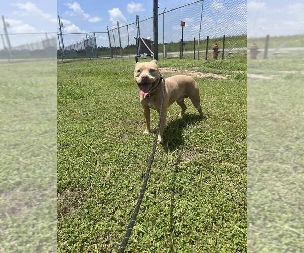 Medium Photo #2 Mutt Puppy For Sale in Abbeville, LA, USA