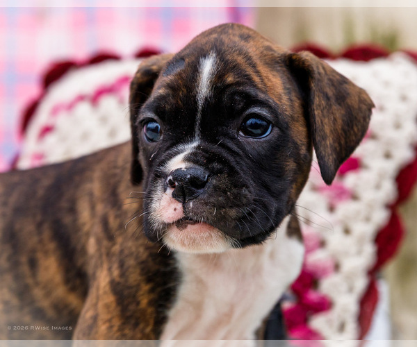 Medium Photo #2 Boxer Puppy For Sale in WAKARUSA, IN, USA