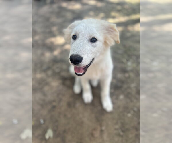 Medium Photo #5 Great Pyrenees Puppy For Sale in Spring, TX, USA
