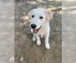 Small #4 Great Pyrenees