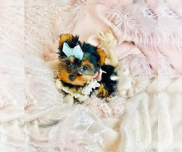 Medium Photo #17 Yorkshire Terrier Puppy For Sale in BOSTON, MA, USA