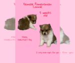 Small Photo #3 Pomeranian Puppy For Sale in AZLE, TX, USA