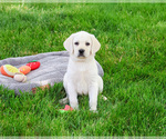 Small #2 Labrador Retriever