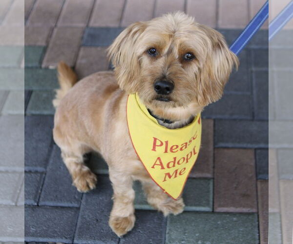 Medium Photo #9 Doodle Puppy For Sale in Mission Viejo, CA, USA