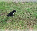 Small Photo #9 American Bully Puppy For Sale in TRENTON, FL, USA