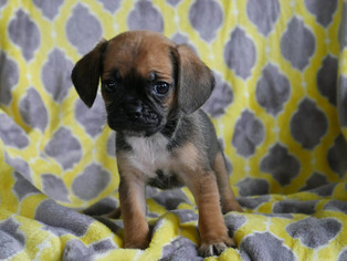 Puggle Puppy for sale in KENSINGTON, OH, USA