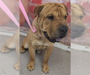 Chinese Shar-Pei Dogs for adoption in San Bernardino, CA, USA