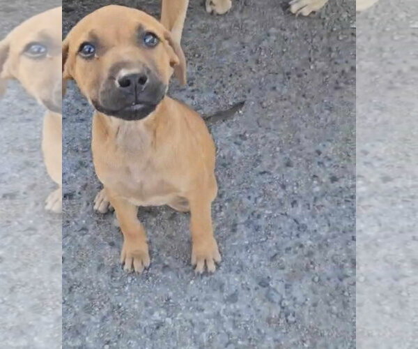 Medium Photo #2 Mutt Puppy For Sale in Virginia Beach, VA, USA