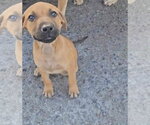 Small #1 Mutt