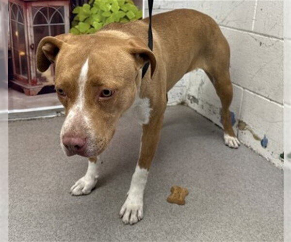 Medium Photo #1 Mutt Puppy For Sale in San Bernardino, CA, USA