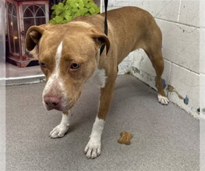 Mutt Dogs for adoption in San Bernardino, CA, USA