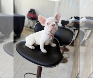 French Bulldog Puppy for sale in MIAMI, FL, USA