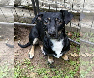 Chiweenie Dogs for adoption in Cranston, RI, USA