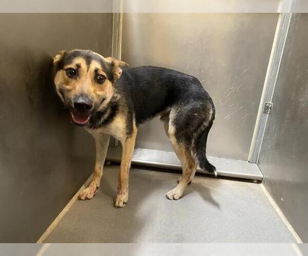 Medium Photo #1 German Shepherd Dog-Unknown Mix Puppy For Sale in Modesto, CA, USA