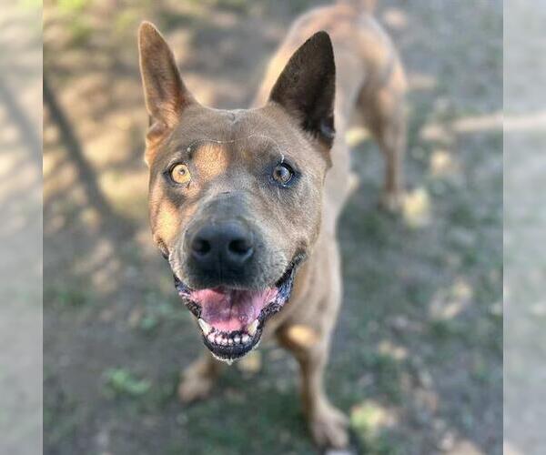 Medium Photo #2 Mutt Puppy For Sale in Riverside, CA, USA