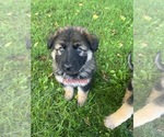 Small Photo #6 German Shepherd Dog Puppy For Sale in STOCKTON, IL, USA