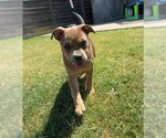 Small Photo #14 Mutt Puppy For Sale in OKLAHOMA CITY, OK, USA
