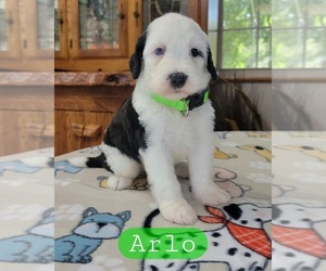 Medium Sheepadoodle