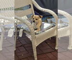 Small #7 Chihuahua