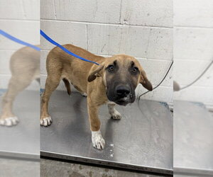 Mutt Dogs for adoption in San Bernardino, CA, USA