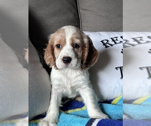 Cocker Spaniel Puppy for sale in EASTMAN, GA, USA