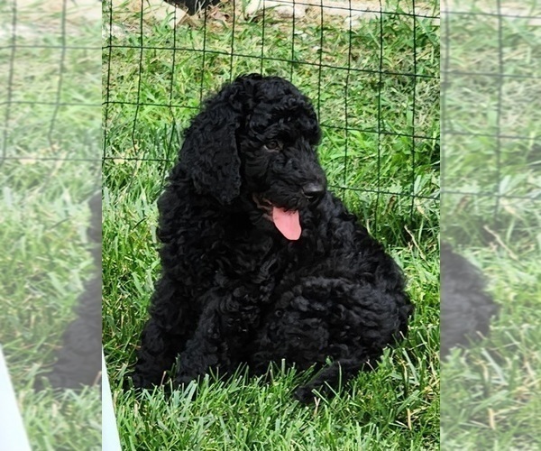 Medium Photo #10 Goldendoodle Puppy For Sale in KANSAS CITY, MO, USA