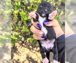 Small Rat Terrier Mix