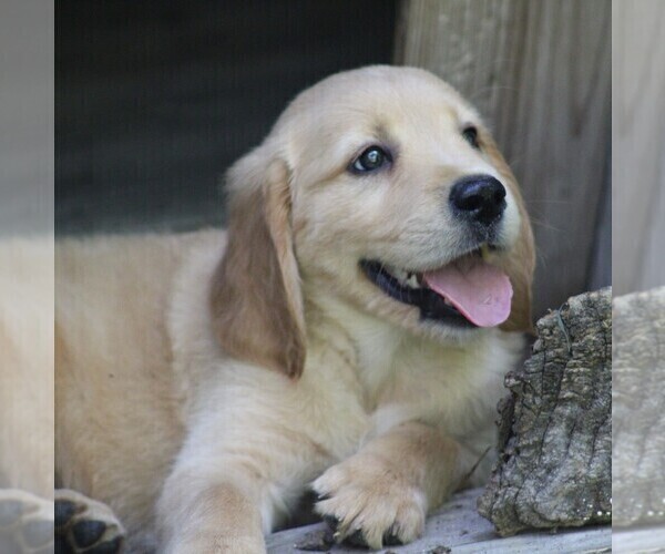 Medium Photo #7 Golden Irish Puppy For Sale in JONES, MI, USA