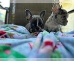 Small Photo #1 French Bulldog Puppy For Sale in GROVELAND, FL, USA