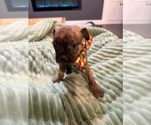 French Bull Weiner Puppy for sale in ROYSE CITY, TX, USA