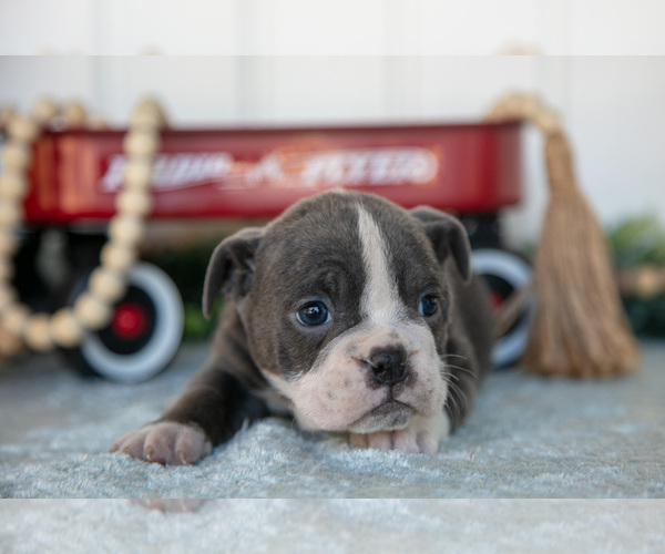 Medium Photo #4 Victorian Bulldog Puppy For Sale in MILLERSBURG, IN, USA