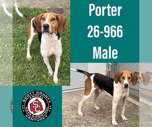 Mutt Dogs for adoption in Georgetown, KY, USA
