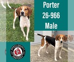 Porter - Male Mutt Dog for Adoption - Small photo