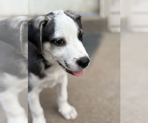 Medium Photo #2 Huskies -Labrador Retriever Mix Puppy For Sale in Fenton, MO, USA