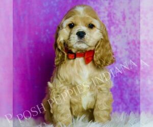 Medium Cocker Spaniel