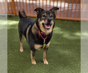 German Shepherd Dog-Unknown Mix Dogs for adoption in Las Vegas, NV, USA