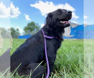 Dachshund-Labrador Retriever Mix Dogs for adoption in Pacolet, SC, USA