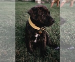 Puppy Daisy Cane Corso-Doberman Pinscher Mix