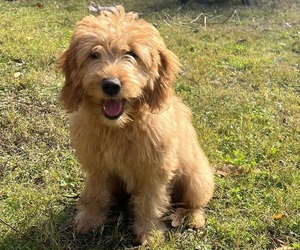 Goldendoodle (Miniature) Puppy for sale in LINDALE, TX, USA