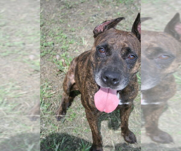 Medium Photo #2 Mutt Puppy For Sale in Abbeville, LA, USA