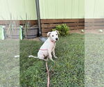 Small Labrador Retriever Mix