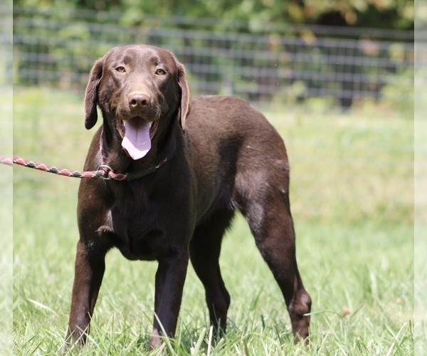Medium Photo #1 Labrador Retriever Puppy For Sale in NEOLA, WV, USA