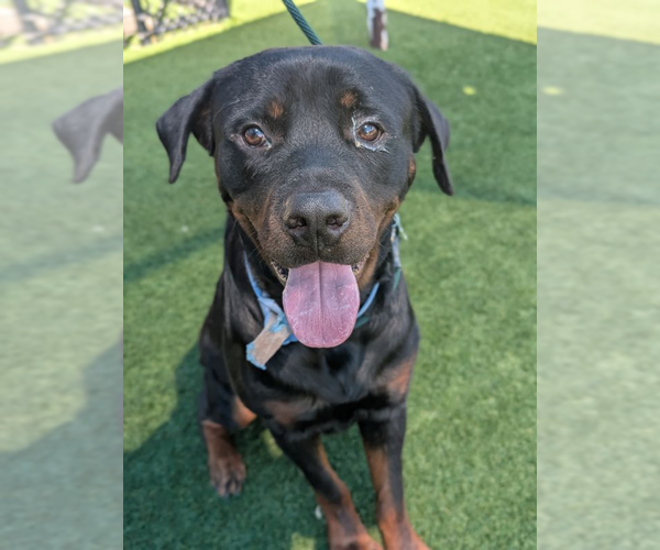 Medium Photo #3 Rottweiler Puppy For Sale in Hillsboro, NH, USA
